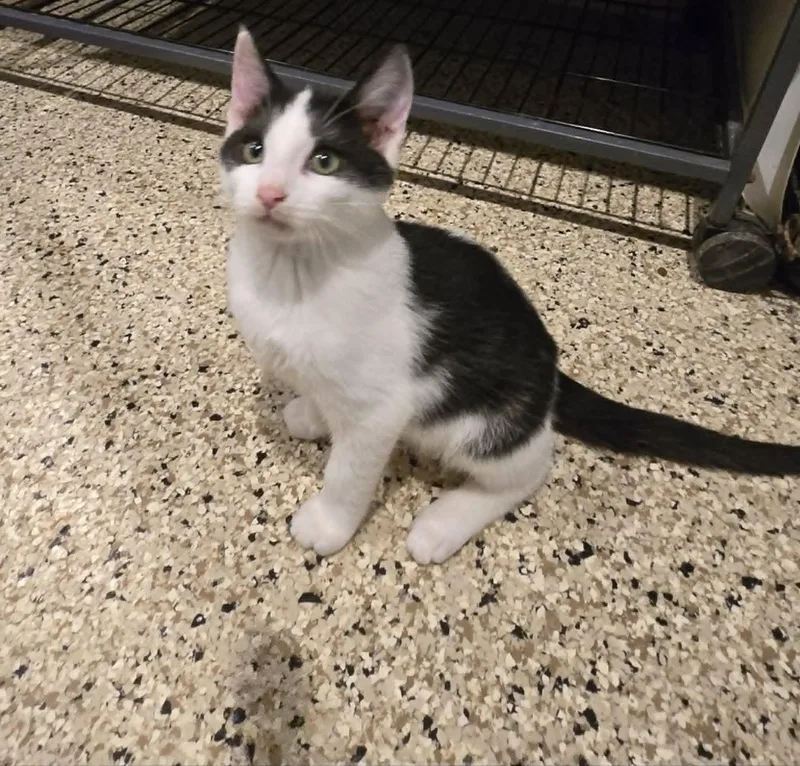 A baby medium-sized male Domestic Short Hair cat named Skittles for adoption in Freeport, IL