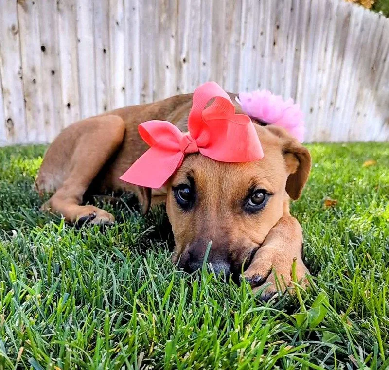 A young large-sized female Hound dog named Artie Marie for adoption in Salt Lake City, UT