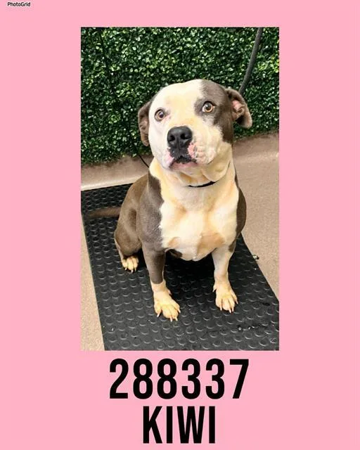 An adult medium-sized female Mixed Breed dog named Kiwi for adoption in Macon, GA