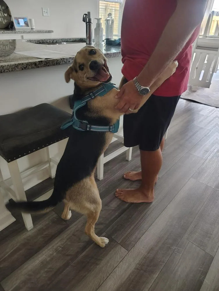 An adult medium-sized male Shepherd dog named Jax for adoption in Gillsville, GA