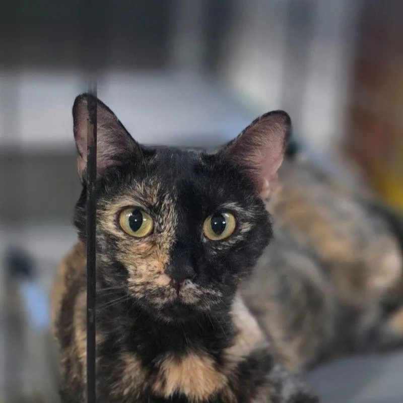An adult medium-sized female American Shorthair cat named Wendy for adoption in Buffalo, MN