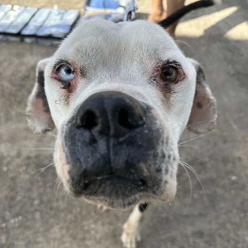 Hank Aka Mac Mcelwee