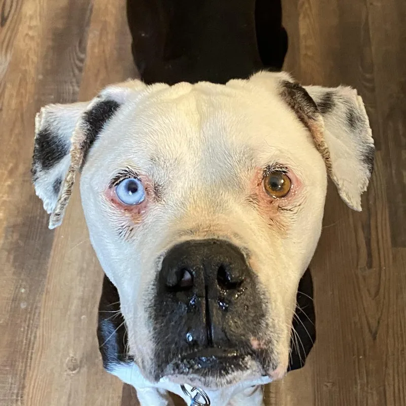 Hank Aka Mac Mcelwee thumbnail 6