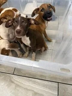 A young small-sized male Brown / Chocolate Mixed Breed dog named Enzo for adoption in Mobile, AL