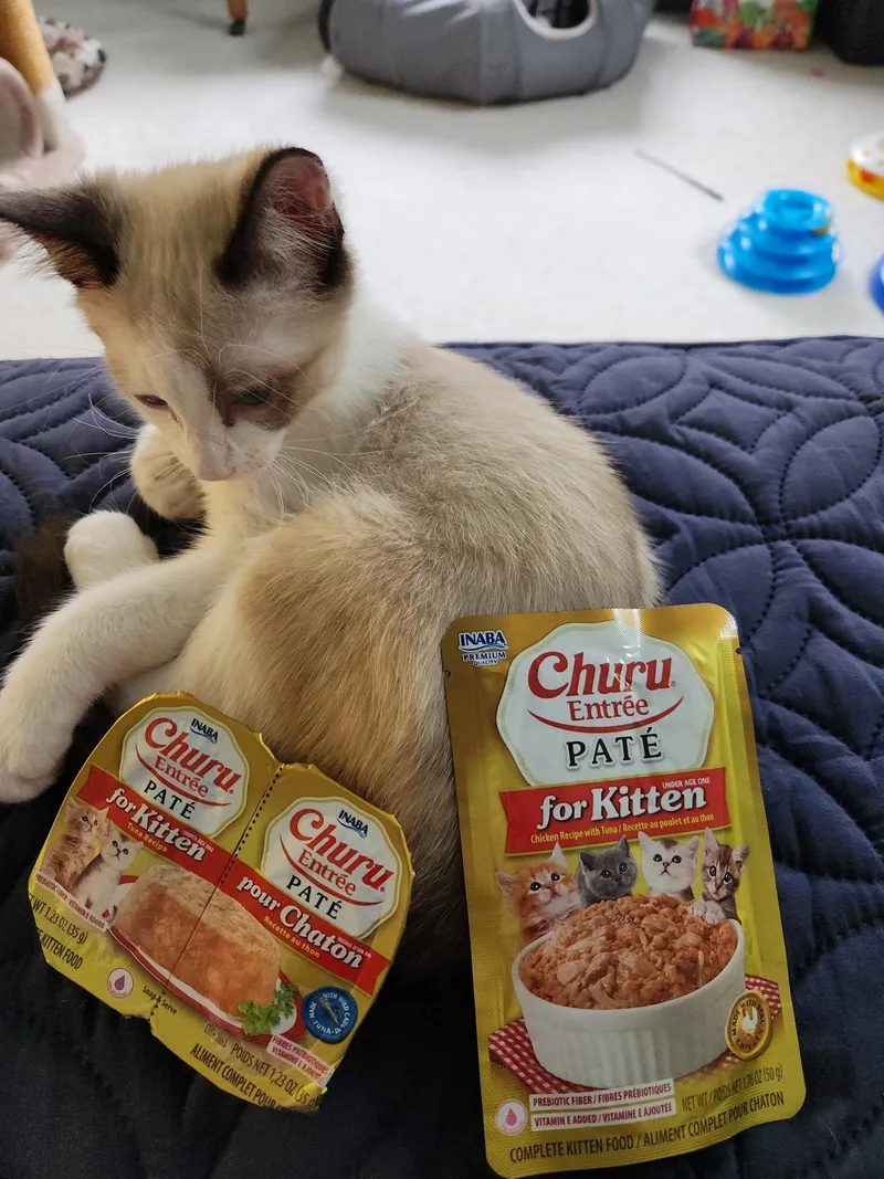 A baby medium-sized male Seal Point Siamese cat named Bongo Blue Eyes for adoption in Prescott, AZ