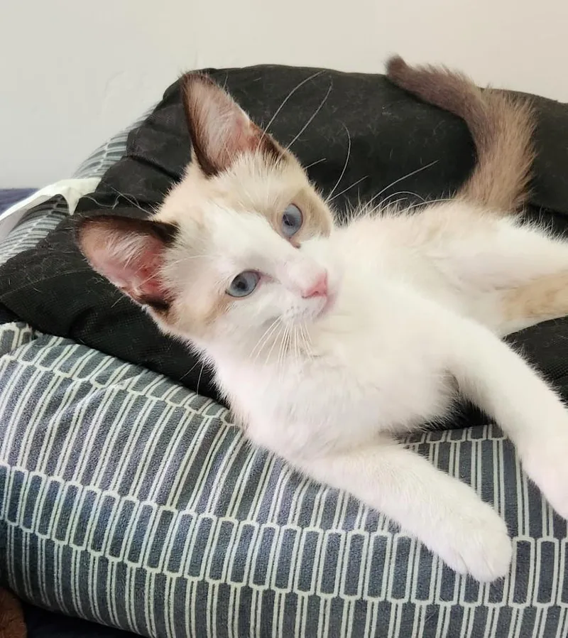 Bongo  Blue Eyes thumbnail 2