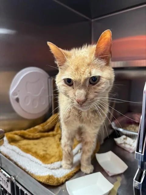 An adult medium-sized male Domestic Short Hair cat named Tropicana for adoption in Louisville, KY