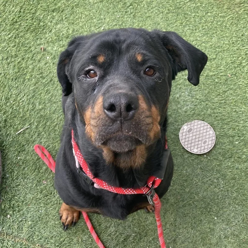 An adult large-sized female Black Rottweiler dog named Sugar for adoption in Washington Township, OH