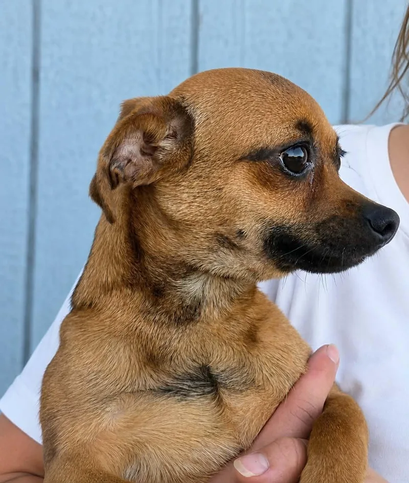 An adult small-sized male Chihuahua dog named Valor for adoption in Mukwonago, WI