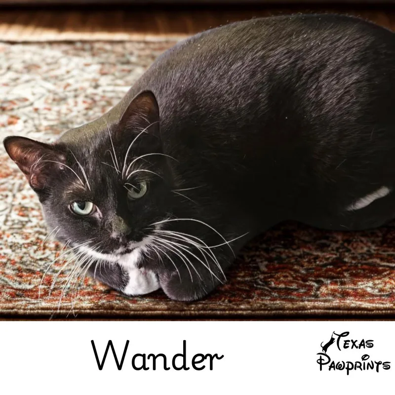 Wander