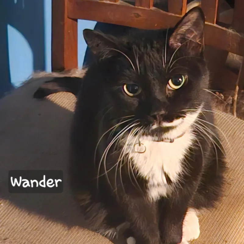 Wander thumbnail 3