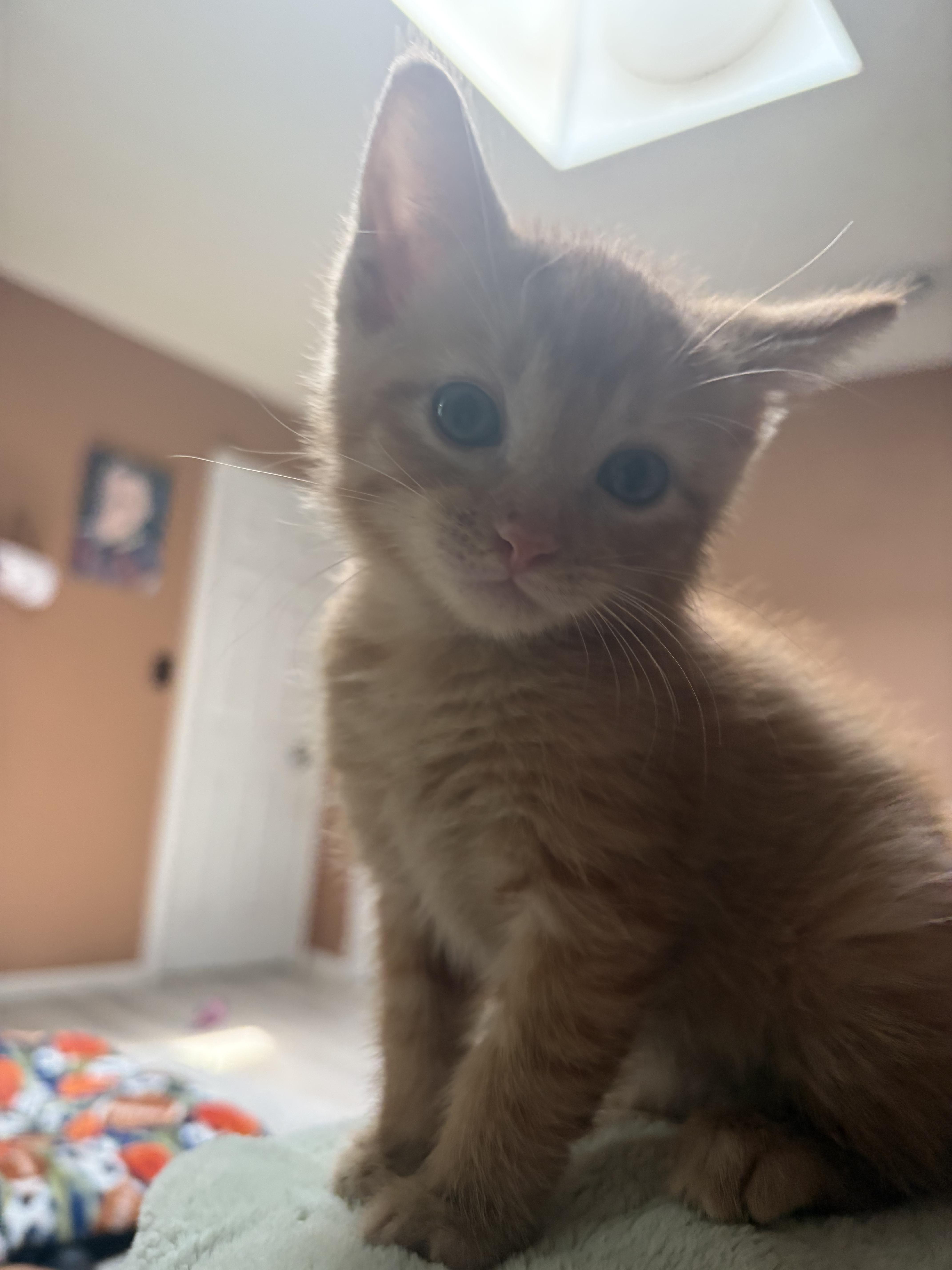 A baby medium-sized male Tabby (Orange / Red) Domestic Short Hair cat named Cairo Jr. for adoption in Farmington, MN