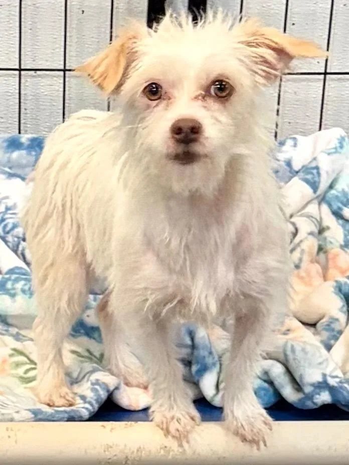 An adult small-sized female Jack Russell Terrier dog named Biscotte for adoption in St. Augustine, FL