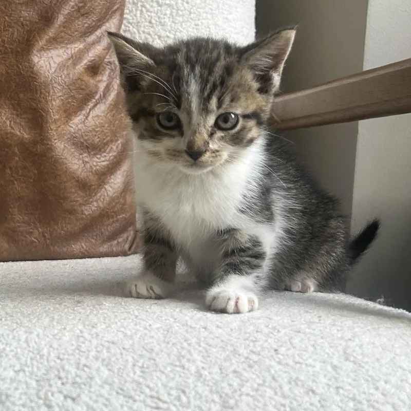A baby small-sized male Tabby (Buff / Tan / Fawn) American Shorthair cat named Mario for adoption in Lilburn, GA