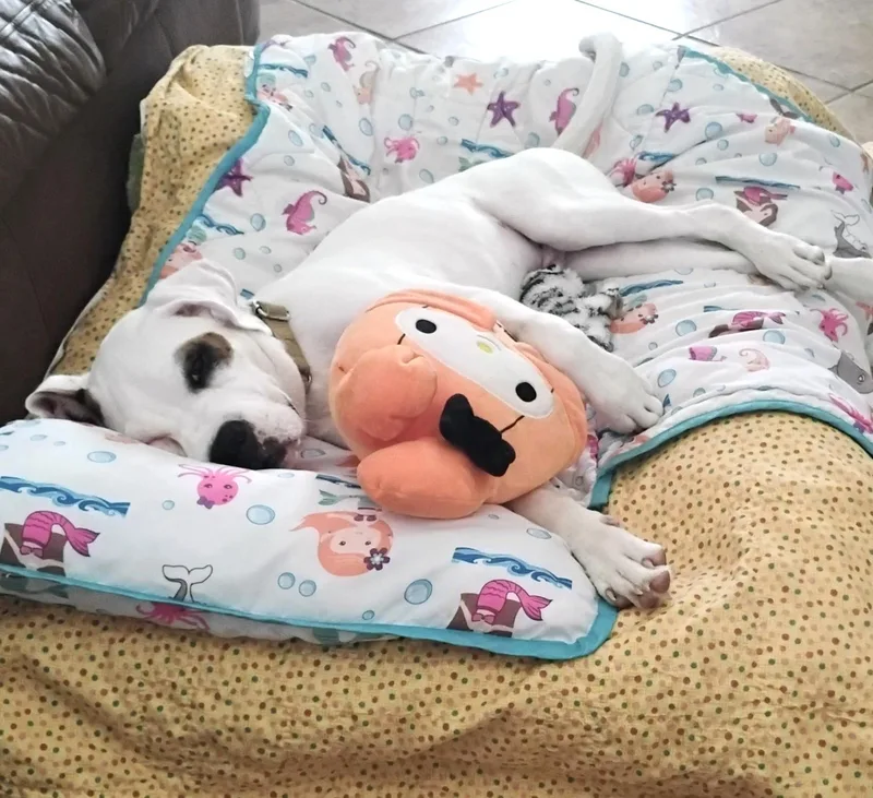 A baby large-sized male White / Cream Boxer dog named Petey for adoption in CORPUS CHRISTI, TX