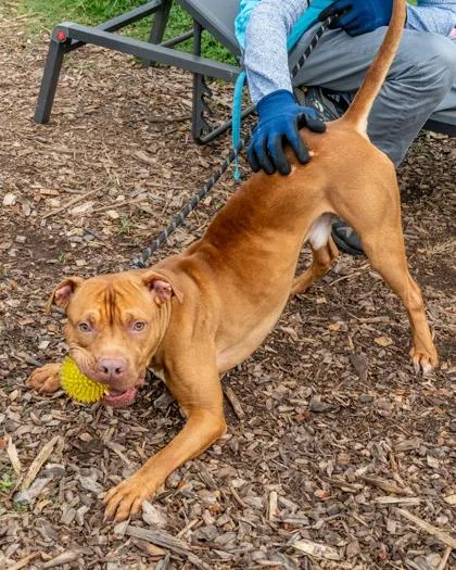 An adult large-sized male Mixed Breed dog named Kai for adoption in Chamblee, GA