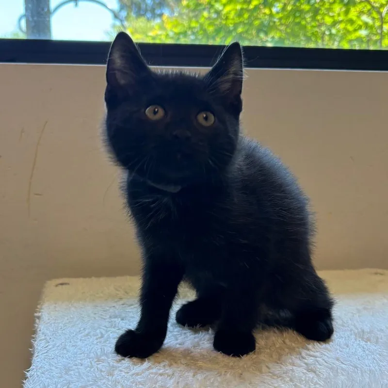 A baby small-sized male Black Domestic Short Hair cat named Basil for adoption in Naperville, IL