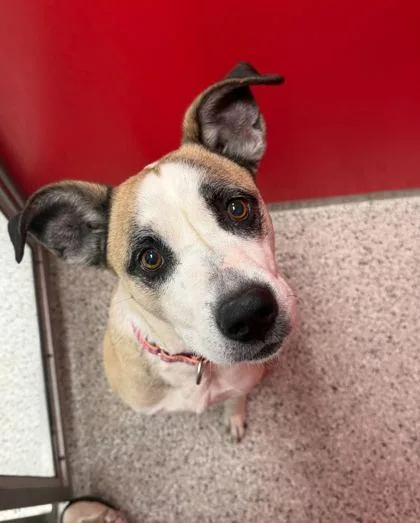 An adult large-sized female White / Cream Mixed Breed dog named Gypsy for adoption in Kansas City, MO