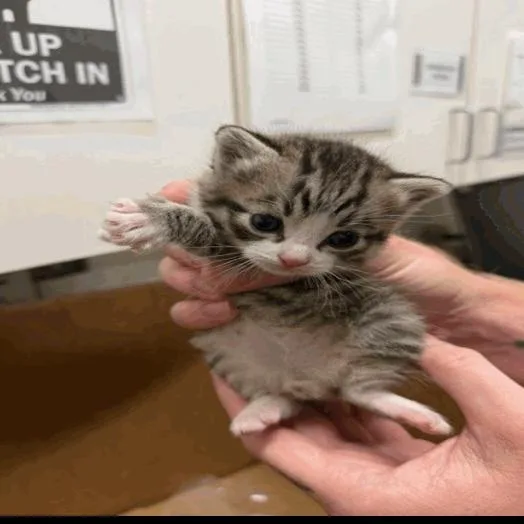A baby small-sized male Brown / Chocolate Manx cat named Fili for adoption in Buellton, CA