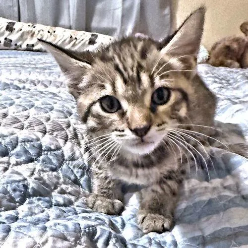 Jameson
