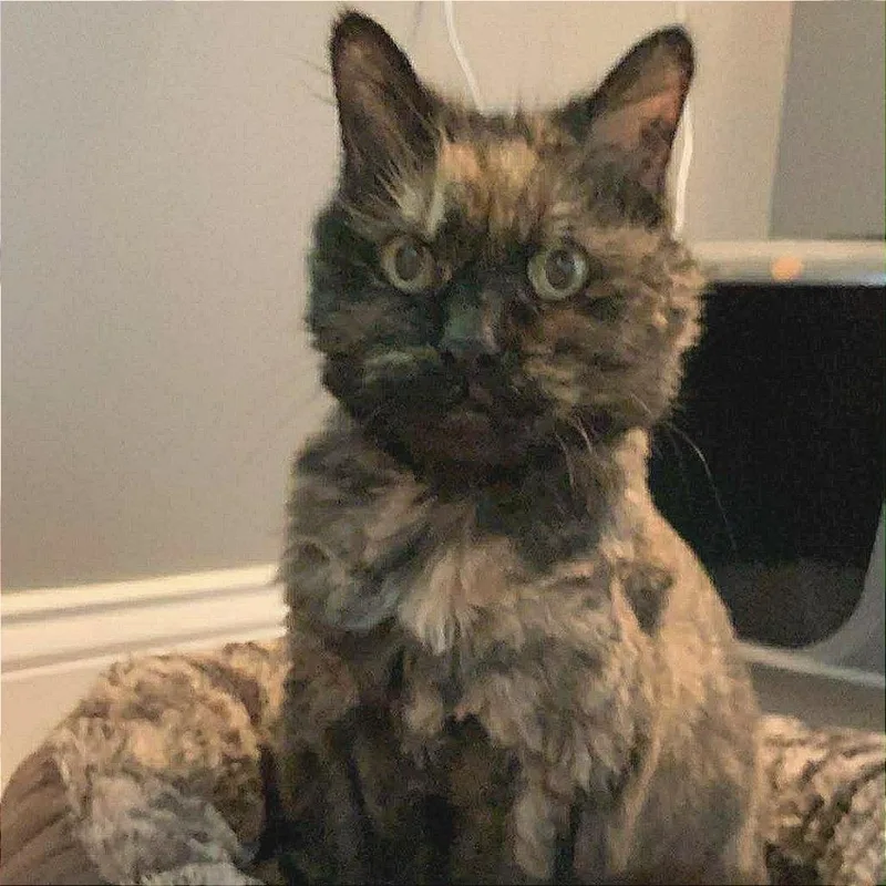 A senior large-sized female Tortoiseshell Domestic Long Hair cat named Patches for adoption in Dover, NH