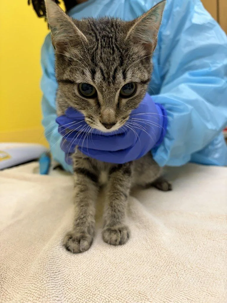 A baby small-sized male Tabby (Brown / Chocolate) Domestic Short Hair cat named Peeler for adoption in Raleigh, NC