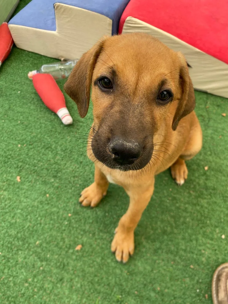 A baby medium-sized male Golden Beagle dog named Anthony Bridgerton for adoption in Austin, TX