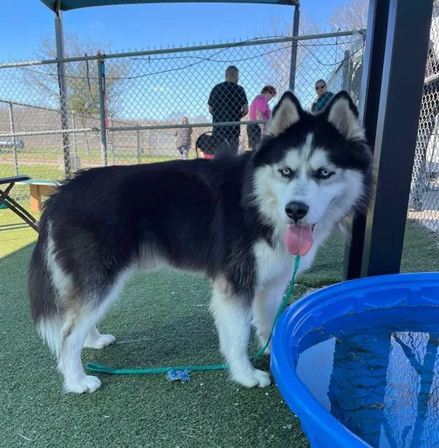 An adult medium-sized male Siberian Husky dog named Reggie for adoption in Pasadena, TX