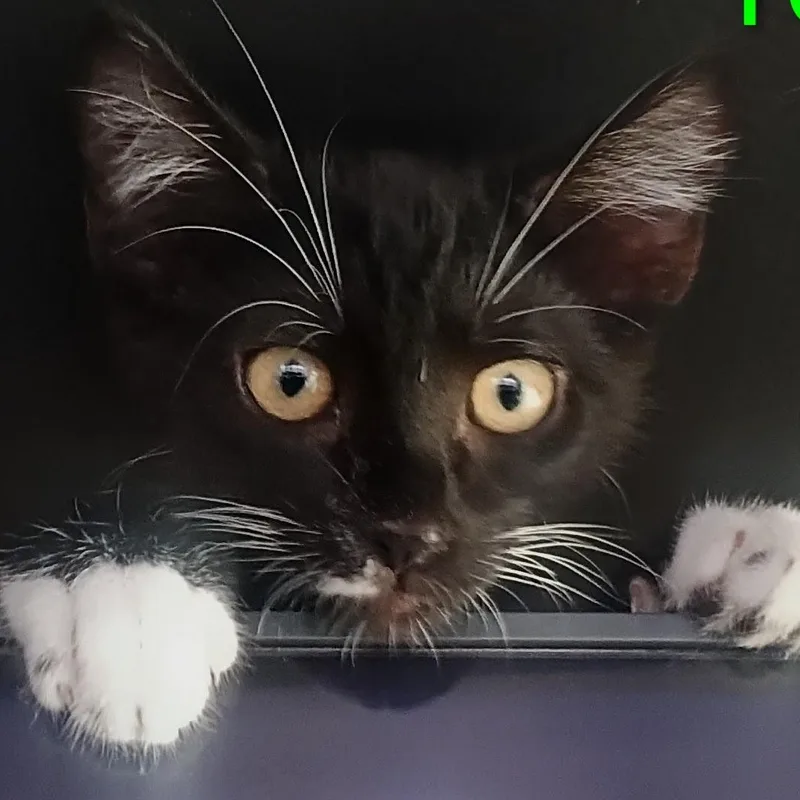 A baby small-sized male Black & White / Tuxedo Domestic Short Hair cat named Yoda for adoption in Orange, CA