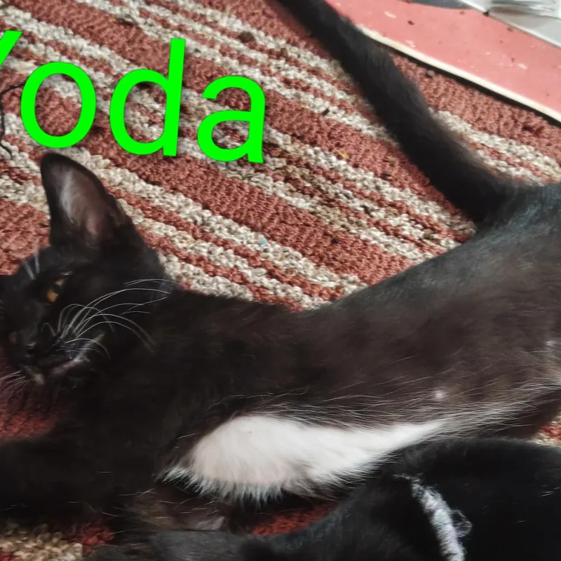 Yoda thumbnail 2