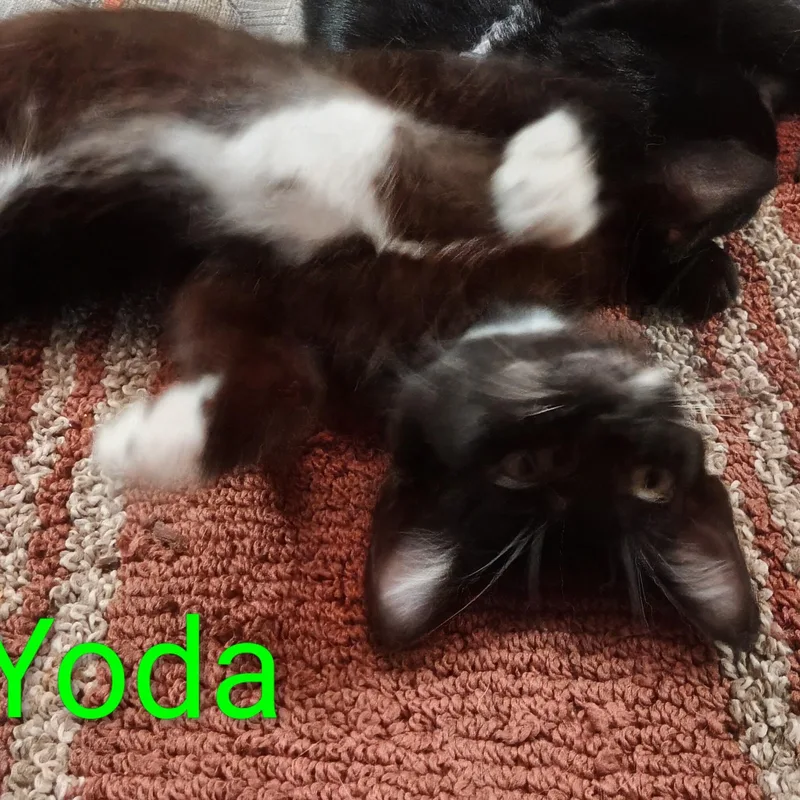 Yoda thumbnail 4