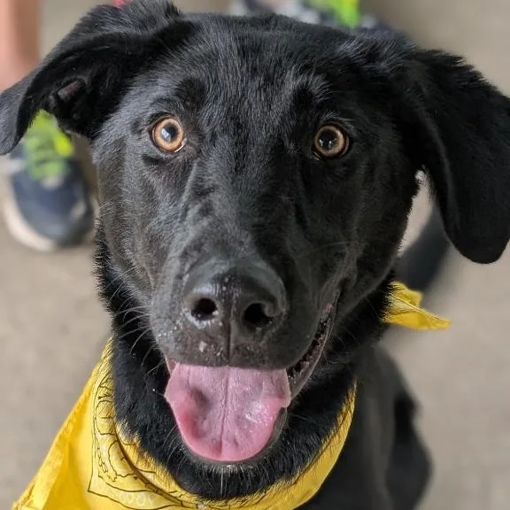 A young large-sized male German Shepherd Dog dog named Flash for adoption in House Springs, MO