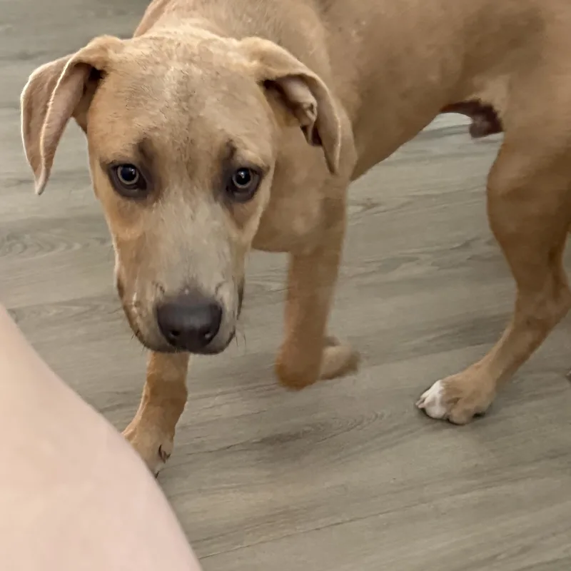 A young large-sized male Weimaraner dog named Snoopy for adoption in Littleton, CO