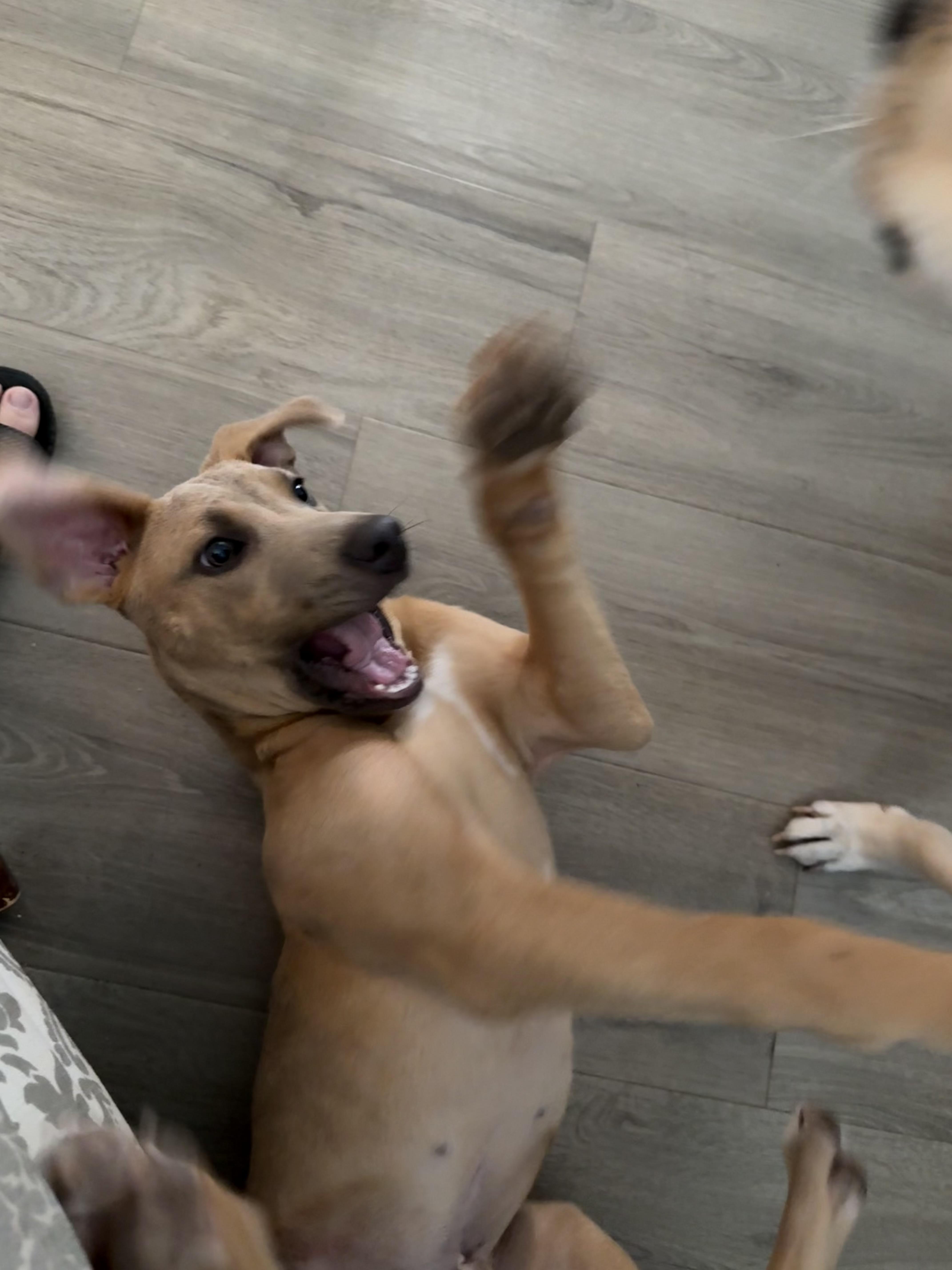 Snoopy thumbnail 3