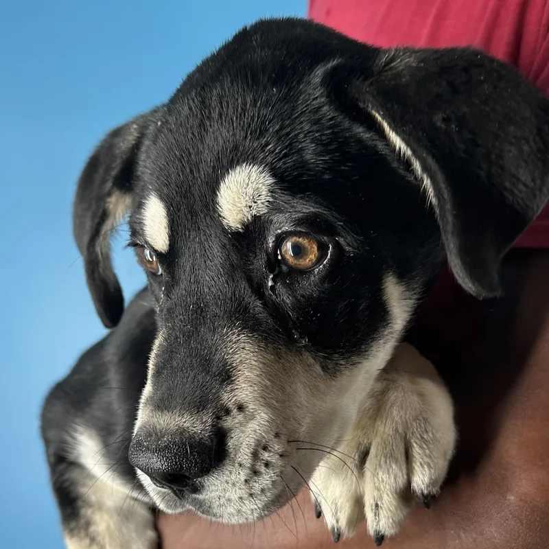 Denali  Local April thumbnail 2