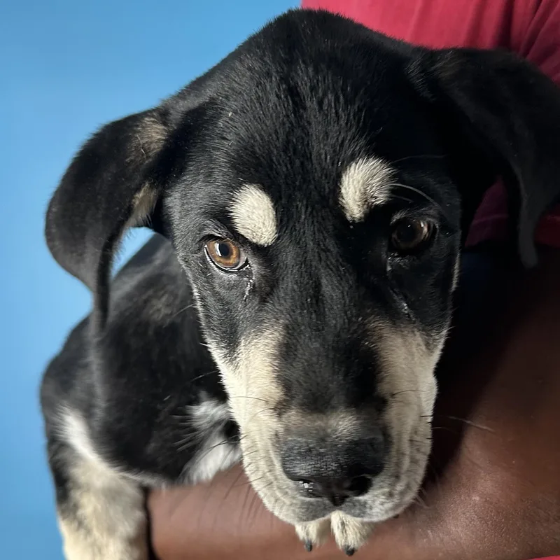 Denali  Local April thumbnail 3