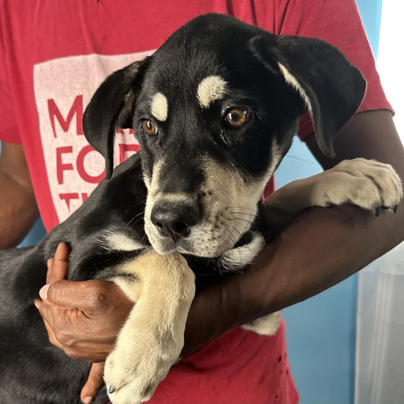 Denali  Local April thumbnail 5