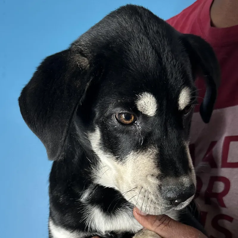 Denali  Local April thumbnail 6