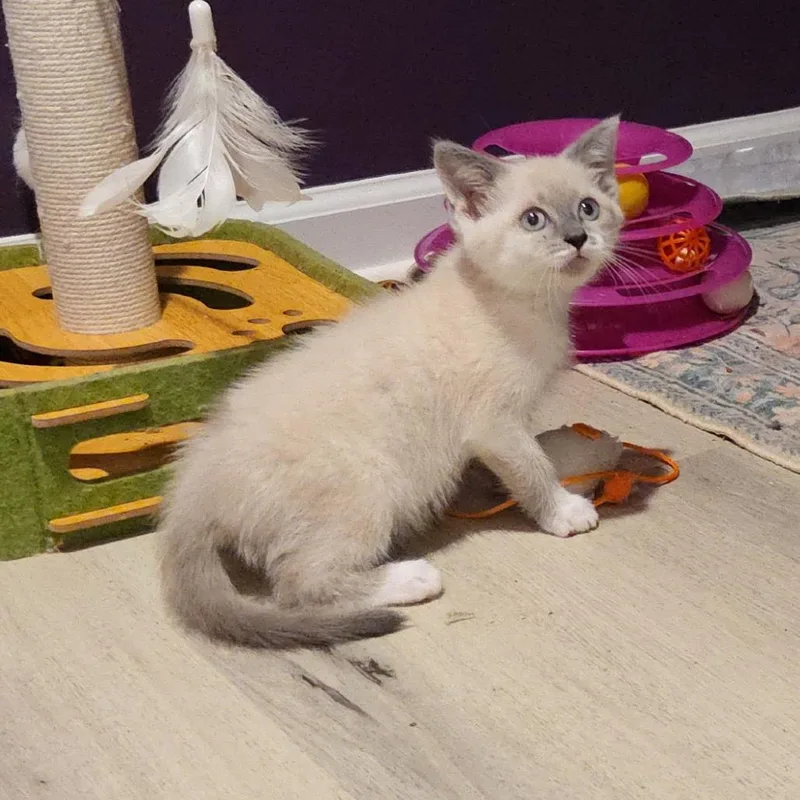 A baby small-sized male Cream / Ivory Domestic Short Hair cat named The Other Guy for adoption in Fredericksburg, VA