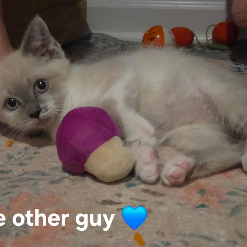 The Other Guy thumbnail 2