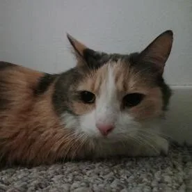 A senior large-sized female Gray / Blue / Silver Domestic Long Hair cat named Claire for adoption in Binghamton, NY