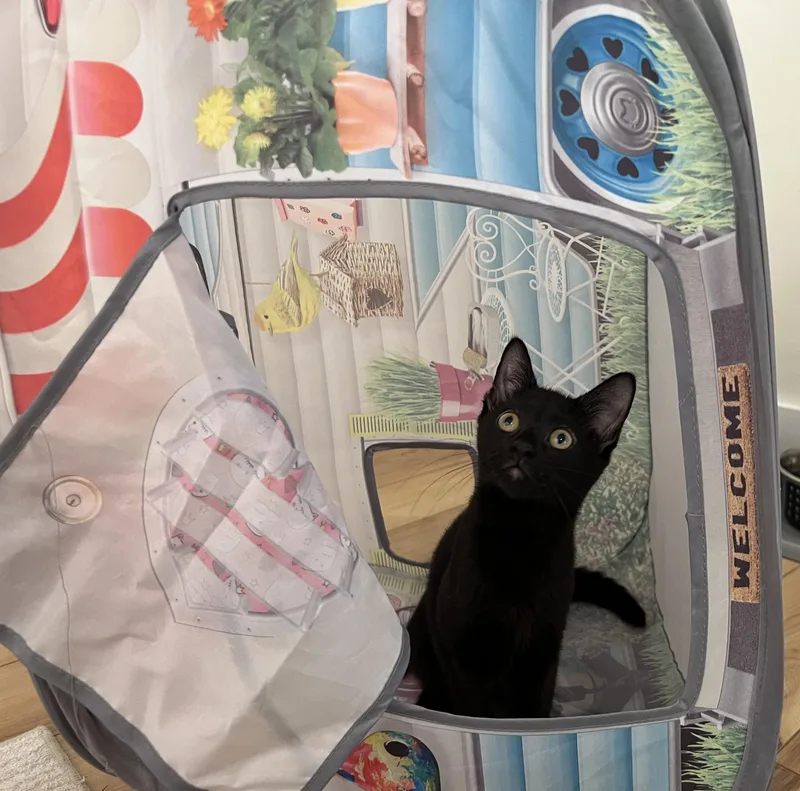 A young medium-sized female Black Domestic Short Hair cat named Milky for adoption in Branford, CT