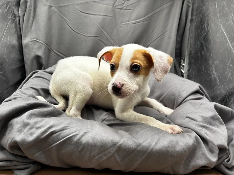 A baby small-sized male Boxer dog named Samuel for adoption in Appling, GA