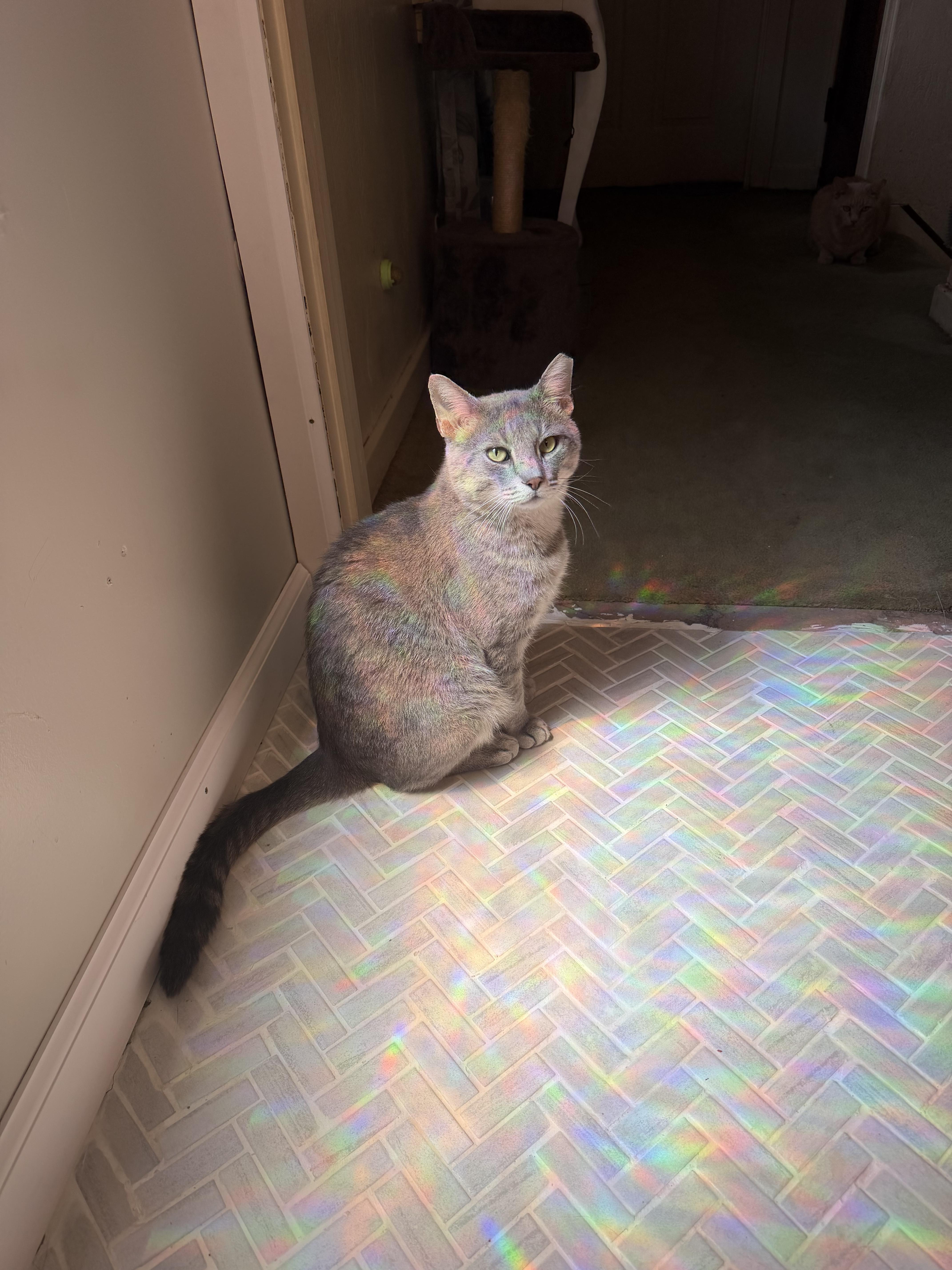 An adult medium-sized male Domestic Short Hair cat named Craig for adoption in Verona, PA