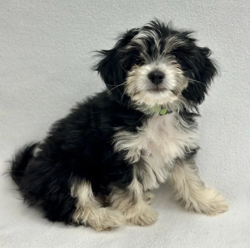 Popcorn: Kettle thumbnail 2