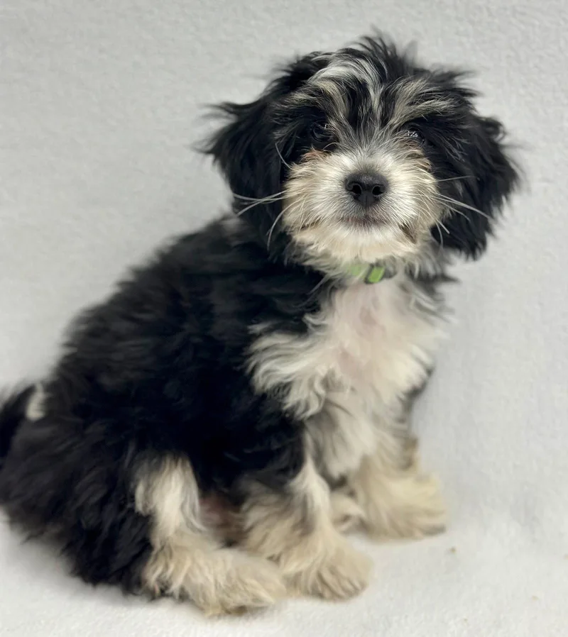 Popcorn: Kettle thumbnail 3