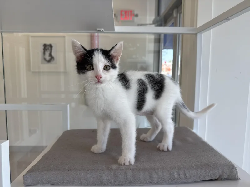 A baby medium-sized female Domestic Short Hair cat named Puffin for adoption in Evanston, IL