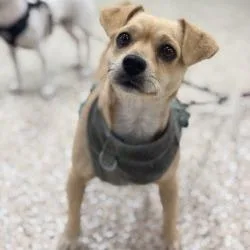An adult small-sized female Yellow / Tan / Blond / Fawn Chihuahua dog named Adara for adoption in Bullhead City, AZ