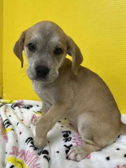 An adult medium-sized female Shar-Pei dog named Ginger for adoption in Houston, TX