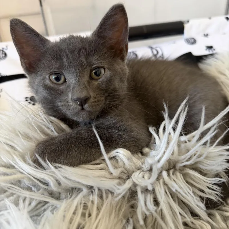 A baby small-sized male Gray / Blue / Silver Domestic Short Hair cat named Breakdown for adoption in Port Richey, FL